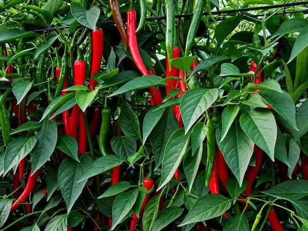 Shama, el nuevo pimiento picante de Yuksel Seeds para invernadero