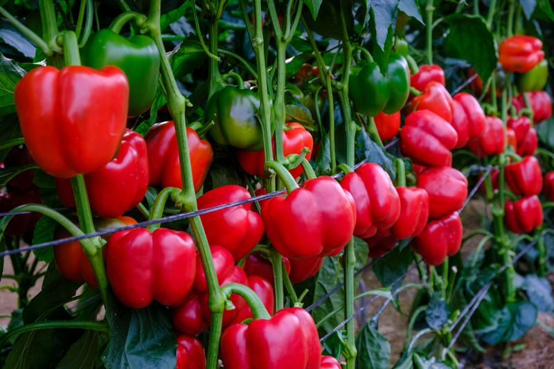 Pimientos rojos ideales para el cuaje con calor y producción de Syngenta