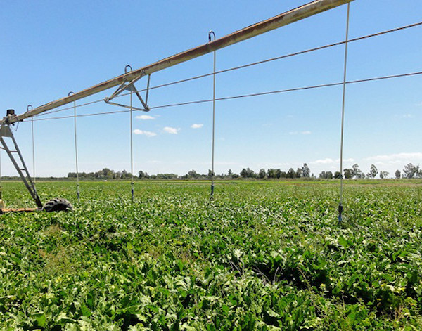 Francia aprueba la ley agrícola de emergencia con dos polémicos pesticidas