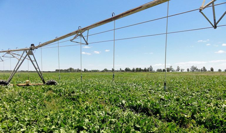 Francia aprueba la ley agrícola de emergencia con dos polémicos pesticidas