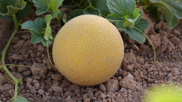 Melón Galia AR-30335 F1 de Ramiro Arnedo