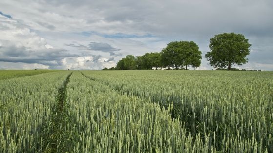 El Ministerio de Agricultura ha publicado un primer listado de 424.593 beneficiarios de la ayuda para la compra de fertilizantes.