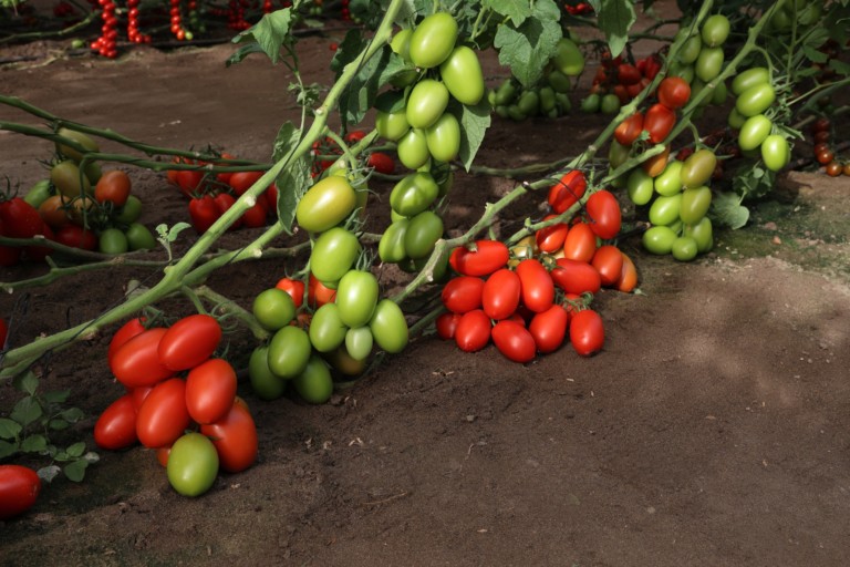 Tomate pera Batalla, de Meridiem Seeds