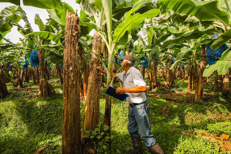 Bananos en Costa Rica