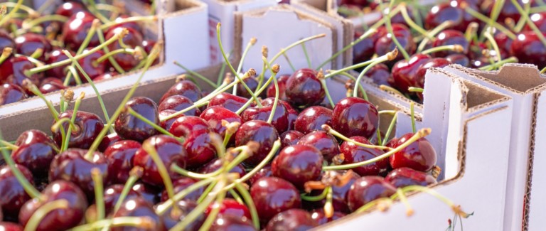 España se llena de cerezas y precios bajos