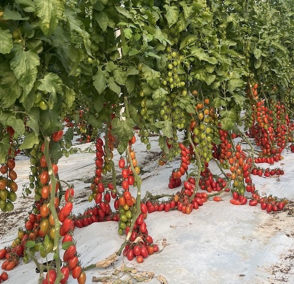 El cherry pera Draconor, de Hazera, mantiene una producción estable durante todo el ciclo.