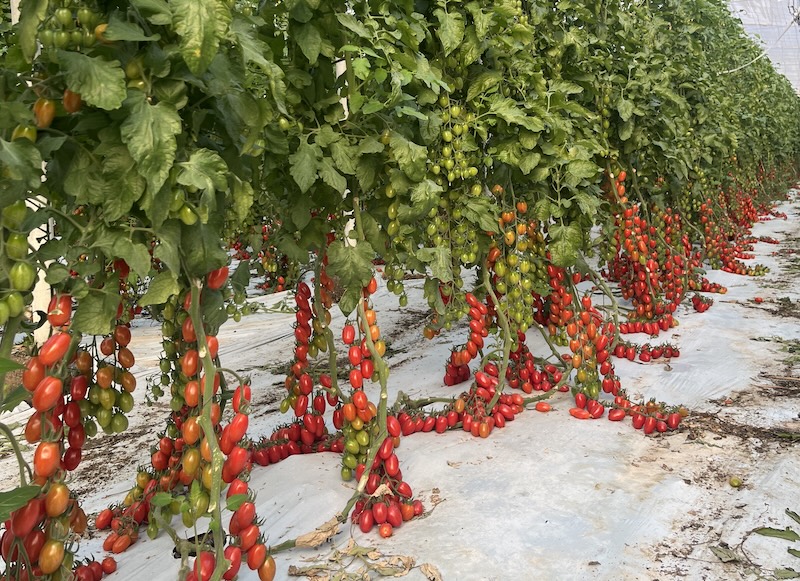 El cherry pera Draconor, de Hazera, mantiene una producción estable durante todo el ciclo.