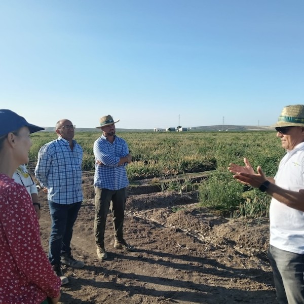 Ramiro Arnedo organiza en Sevilla una jornada de campo para mostrar sus cebollas Sirio F1 y Centauro F1