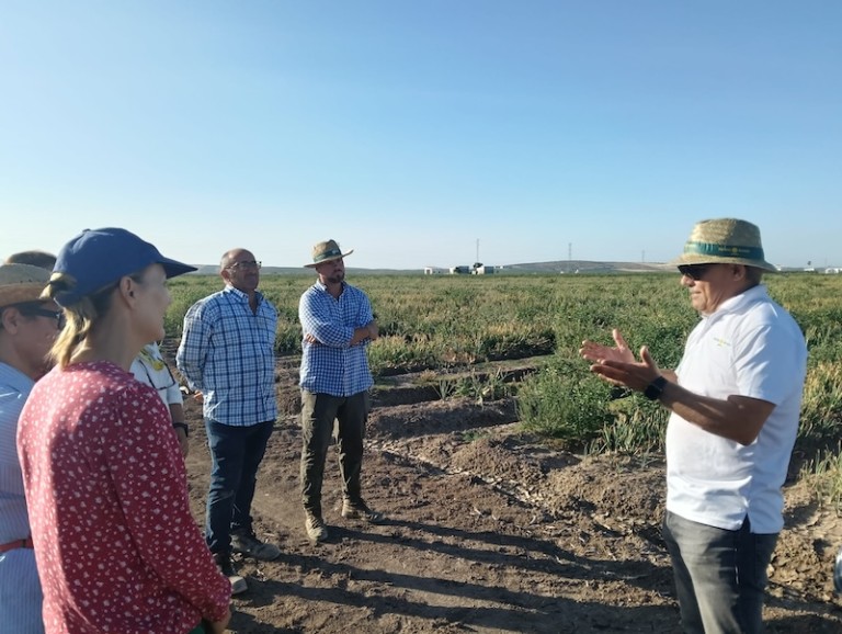 Ramiro Arnedo organiza en Sevilla una jornada de campo para mostrar sus cebollas Sirio F1 y Centauro F1