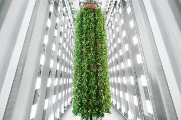 La agricultura vertical ahorra hasta un 95% de agua