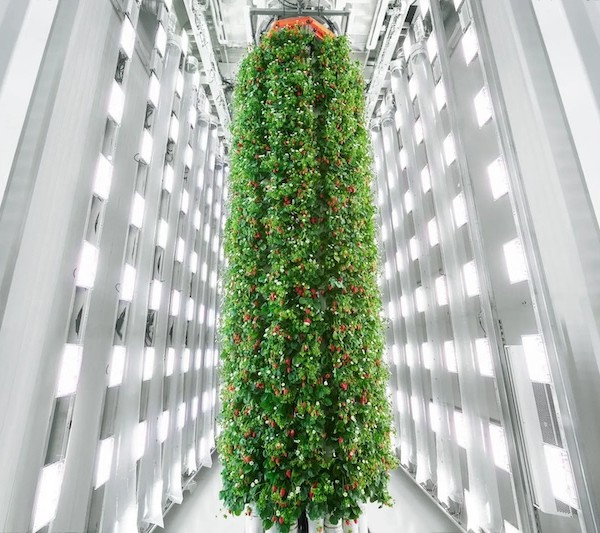 La agricultura vertical ahorra hasta un 95% de agua