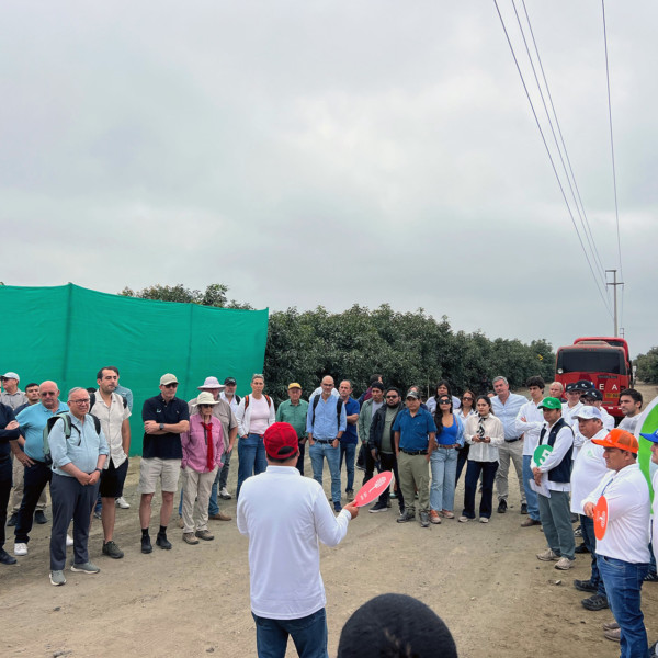 Visita al campo de ensayo de selecciones Green Motion Avocados de VIRU SA (en la localidad de Viru, Perú).