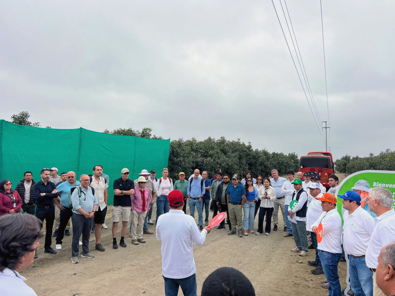 Visita al campo de ensayo de selecciones Green Motion Avocados de VIRU SA (en la localidad de Viru, Perú).