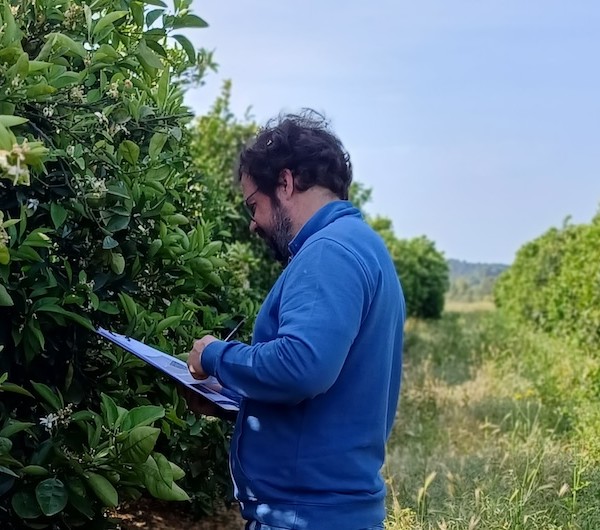 IGP Cítricos Valencianos amplía un 33 % el número de auditorías