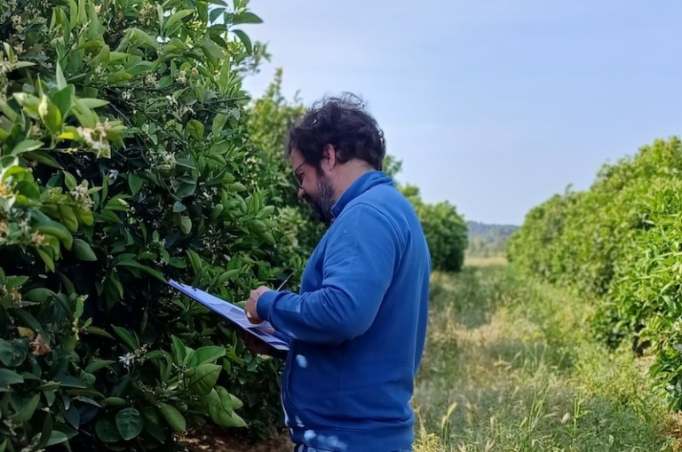 IGP Cítricos Valencianos amplía un 33 % el número de auditorías