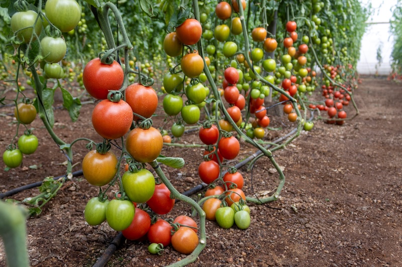 El tomate pera Panoramix, de Capgen Seeds, tiene un sistema radicular muy potente