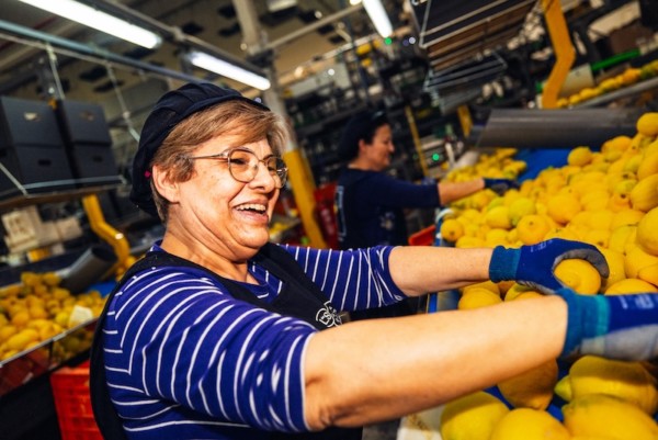 Una de las trabajadoras de Limonar de Santomera, durante el proceso de cribado de limones