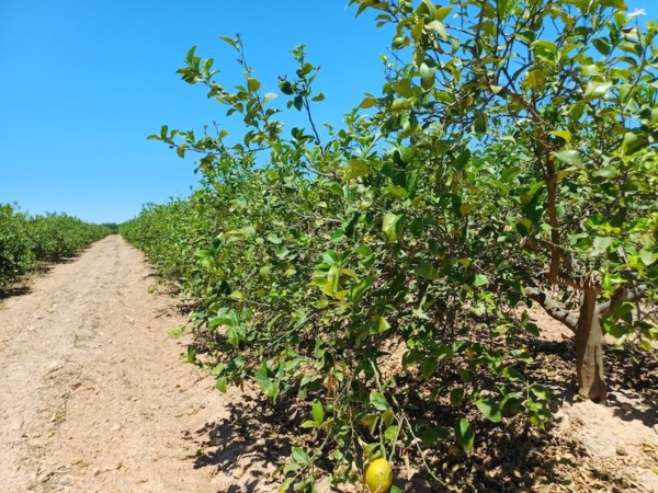 Murcia detecta clorosis nervial de los cítricos en 73 limoneros