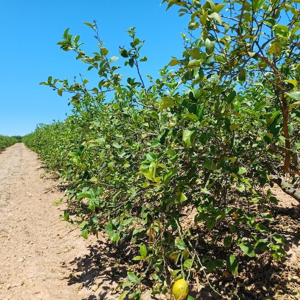 Murcia detecta clorosis nervial de los cítricos en 73 limoneros