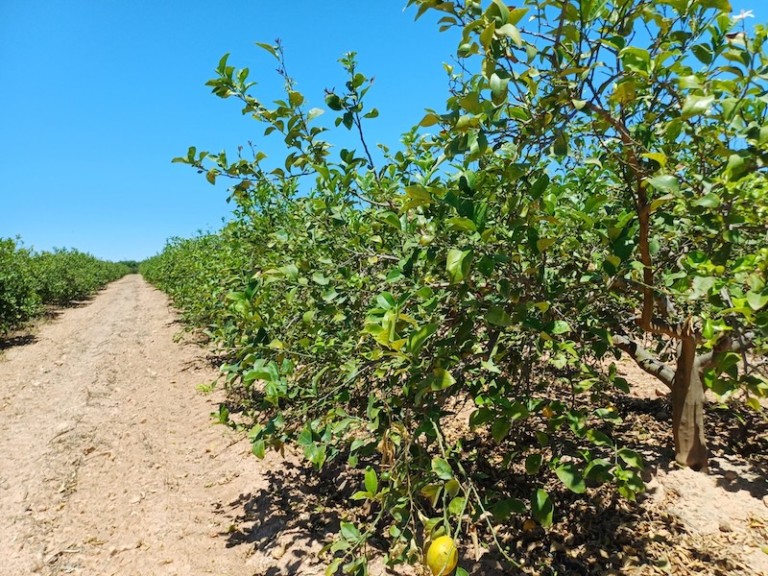 Murcia detecta clorosis nervial de los cítricos en 73 limoneros