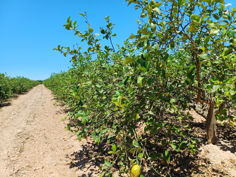Murcia detecta clorosis nervial de los cítricos en 73 limoneros