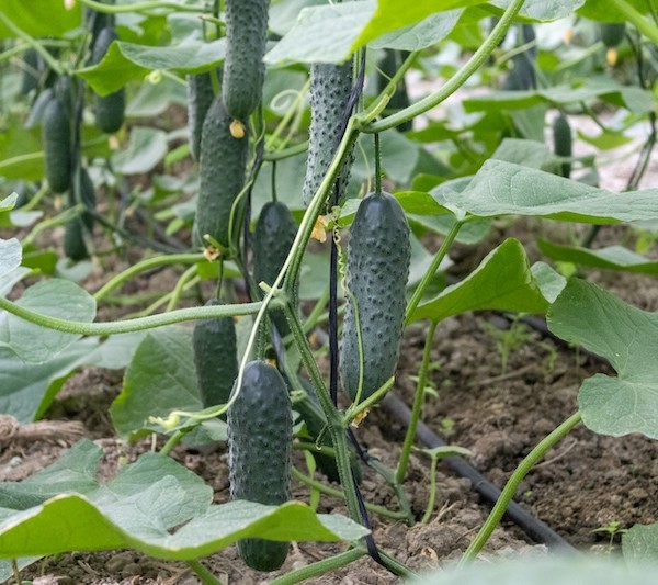 Pepino tipo español Martínez, de Capgen Seeds