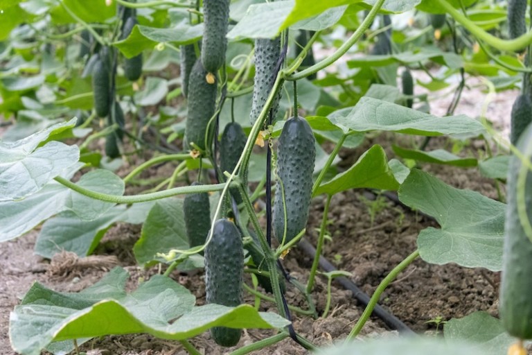 Pepino tipo español Martínez, de Capgen Seeds