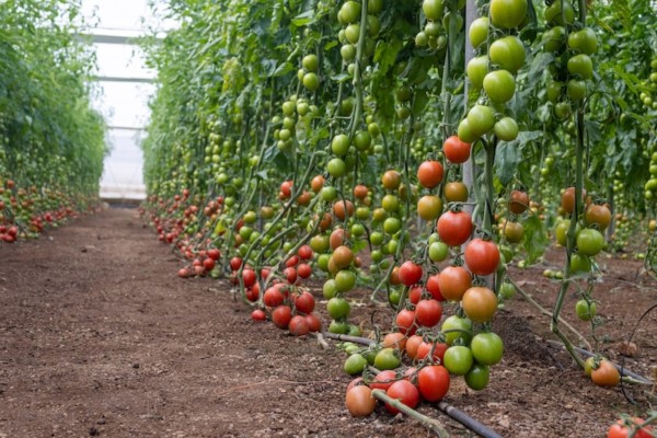 Tomate pera Panoramix, de Capgen Seeds
