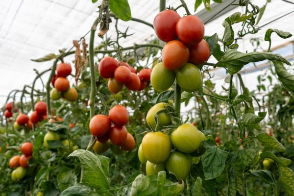 Tomate pera Panoramix, de Capgen Seeds.