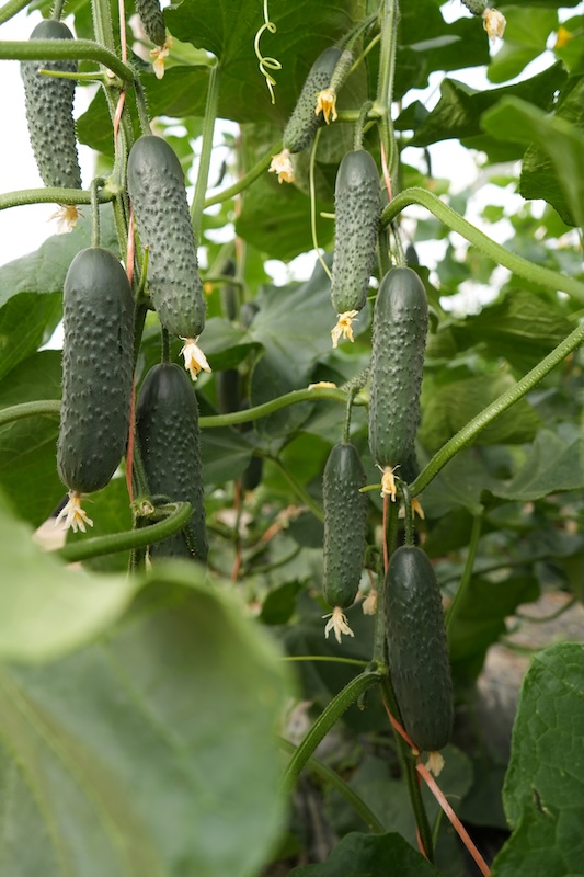 Pepino tipo español Españolo, de Capgen Seeds.