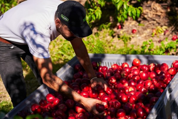 Tany Nature prevé superar esta campaña las 80.000 toneladas de fruta de hueso