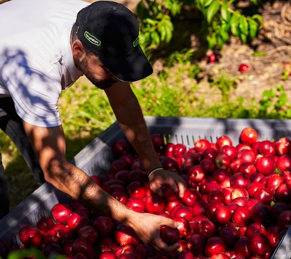 Tany Nature prevé superar esta campaña las 80.000 toneladas de fruta de hueso