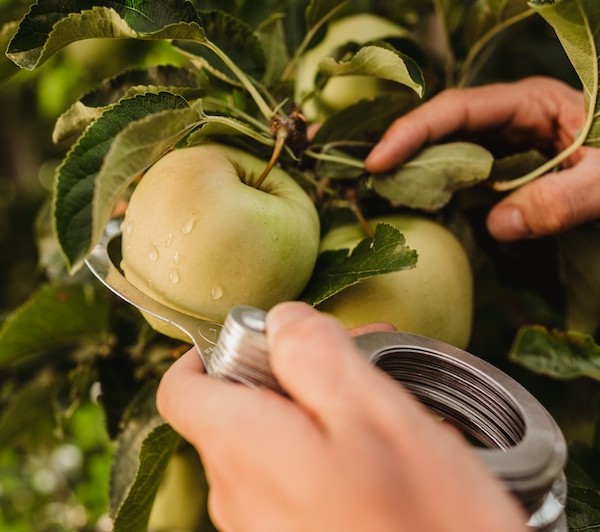 Cultivo de manzanas bio de VIP en el Valle de Venosta