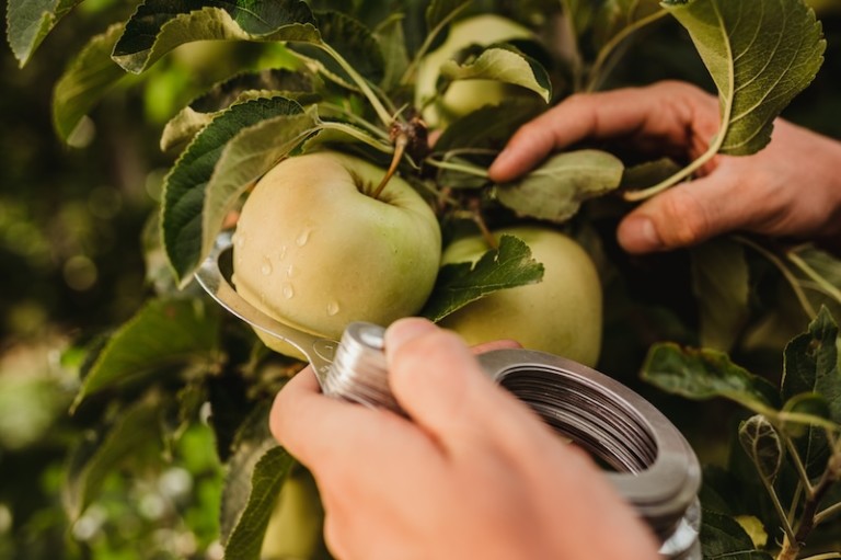 Cultivo de manzanas bio de VIP en el Valle de Venosta