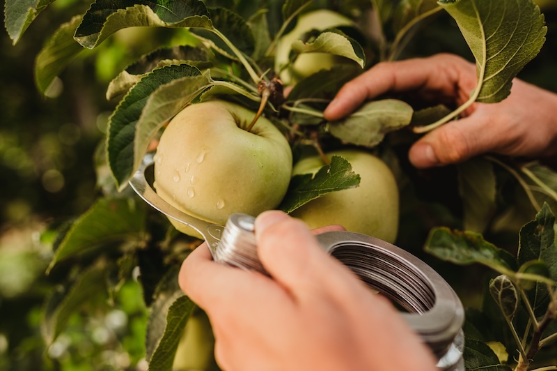 Cultivo de manzanas bio de VIP en el Valle de Venosta