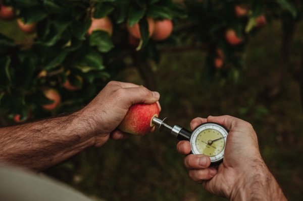 Manzanas bio de VIP en el Valle de Venosta