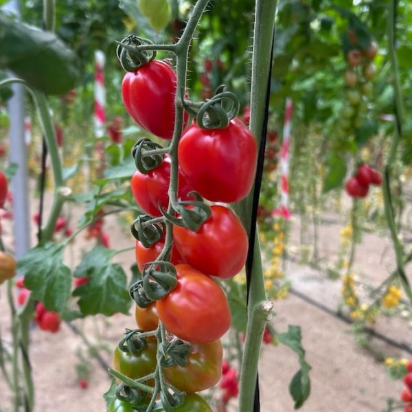 Pomeria, el nuevo tomate mini pera de Yuksel Seeds