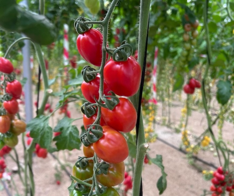 Pomeria, el nuevo tomate mini pera de Yuksel Seeds