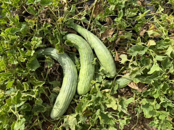 Melón Alficòs, también conocido como melón serpiente