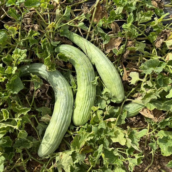 Melón Alficòs, también conocido como melón serpiente