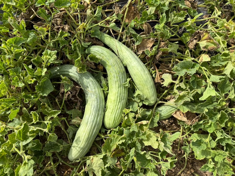Melón Alficòs, también conocido como melón serpiente