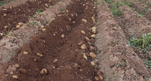 AVA-Asaja cifra en 18 millones de euros las pérdidas sufridas por los agricultores de la Comunitat Valenciana en los cultivos de patatas y cebollas