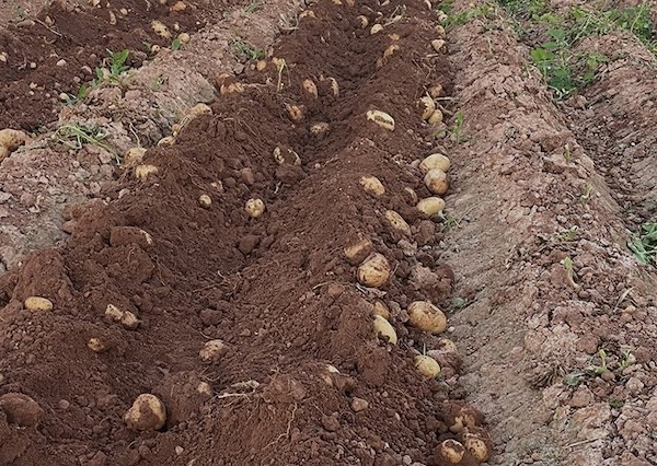 AVA-Asaja cifra en 18 millones de euros las pérdidas sufridas por los agricultores de la Comunitat Valenciana en los cultivos de patatas y cebollas