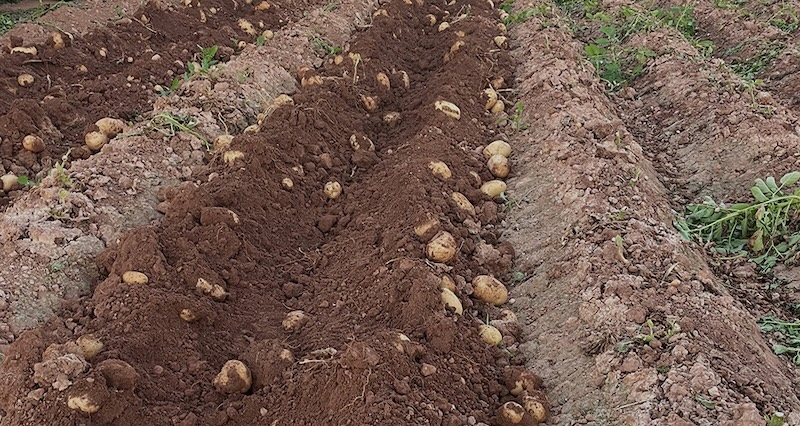 AVA-Asaja cifra en 18 millones de euros las pérdidas sufridas por los agricultores de la Comunitat Valenciana en los cultivos de patatas y cebollas