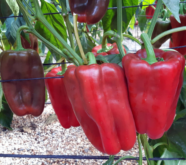 Pimiento lamuyo rojo Orinoco de Semillas Fitó