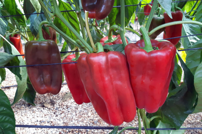 Pimiento lamuyo rojo Orinoco de Semillas Fitó