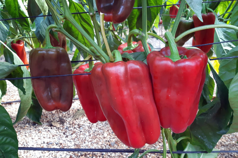 Pimiento lamuyo rojo Orinoco de Semillas Fitó