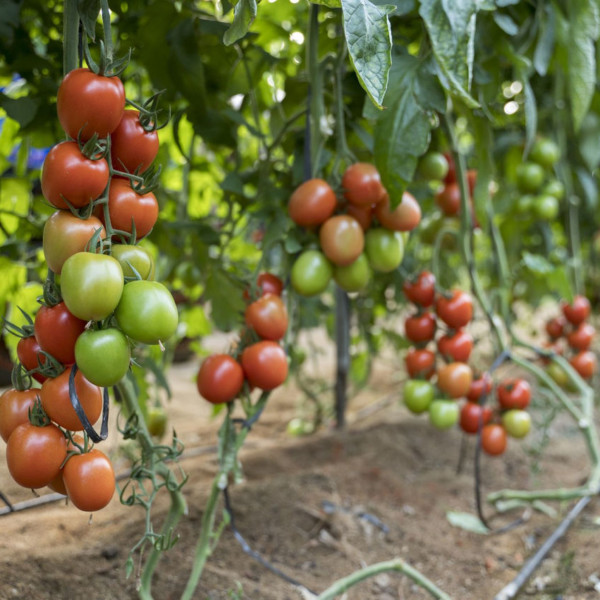 Tomate pera Peramy de Seminis