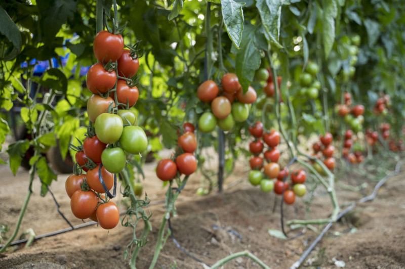 Tomate pera Peramy de Seminis