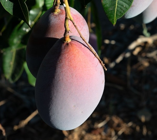 Mango de Montosa